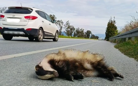 MUĞLA- AYDIN (SÖKE OVAS) OTOYOLU YABAN HAYATI ÖLÜM KORİDORU