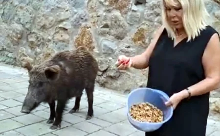 Ünlü sanatçı Torba’da evinin kapısına kadar gelen domuzu cevizle besledi