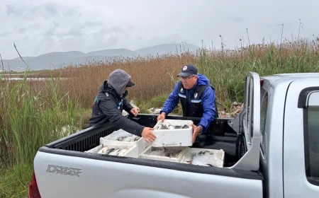 Güllük Lagünü’nde kaçak kefal avcılarına baskın
