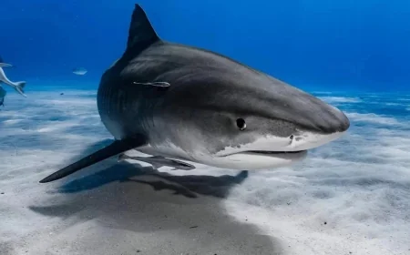 Köpekbalıkları kokain ve uyuşturucu  müptelası çıktı, bilim insanları şokta