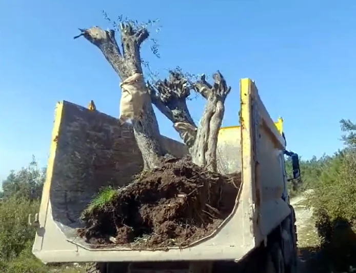 İkizköy Akbelen’den sonra Çamköy’de zeytin kesimi ve sökümü başladı