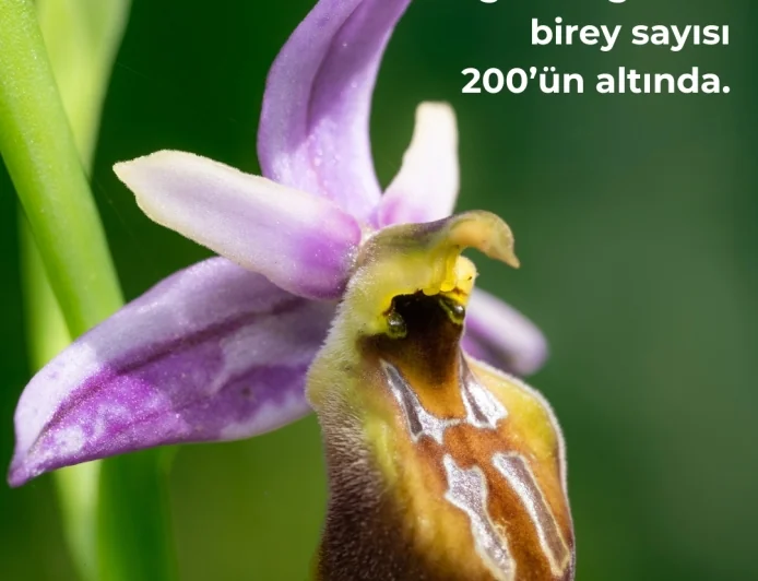 Nesli Tükenme Tehlikesindeki Likya Orkidesi İçin Seferberlik