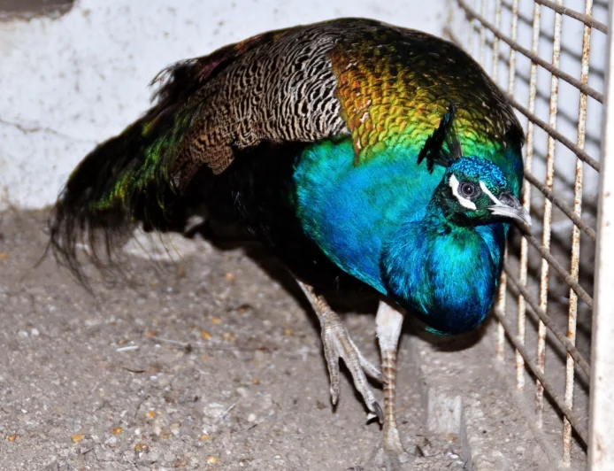Tavuskuşlarını şehirlerarası otobüs ile kaçırırken yakalandılar