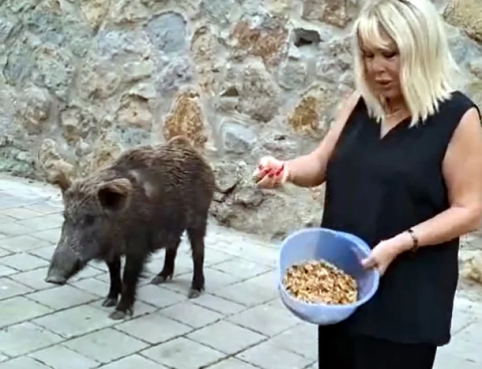 Ünlü sanatçı Torba’da evinin kapısına kadar gelen domuzu cevizle besledi