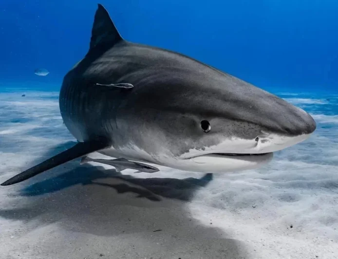 Köpekbalıkları kokain ve uyuşturucu  müptelası çıktı, bilim insanları şokta