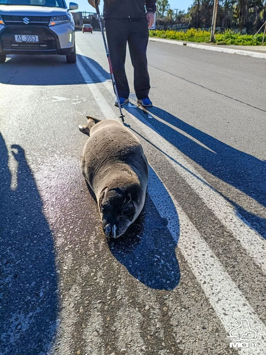 Sahil kasabasında yola çıkıp gezinen Akdeniz foku görenleri şaşkına çevirdi