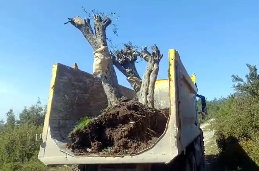 İkizköy Akbelen’den sonra Çamköy’de zeytin kesimi ve sökümü başladı