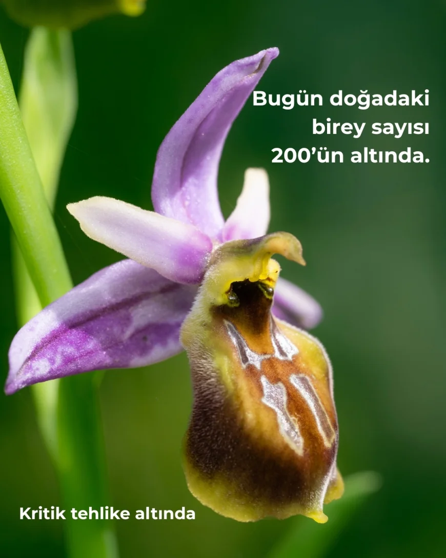 Nesli Tükenme Tehlikesindeki Likya Orkidesi İçin Seferberlik