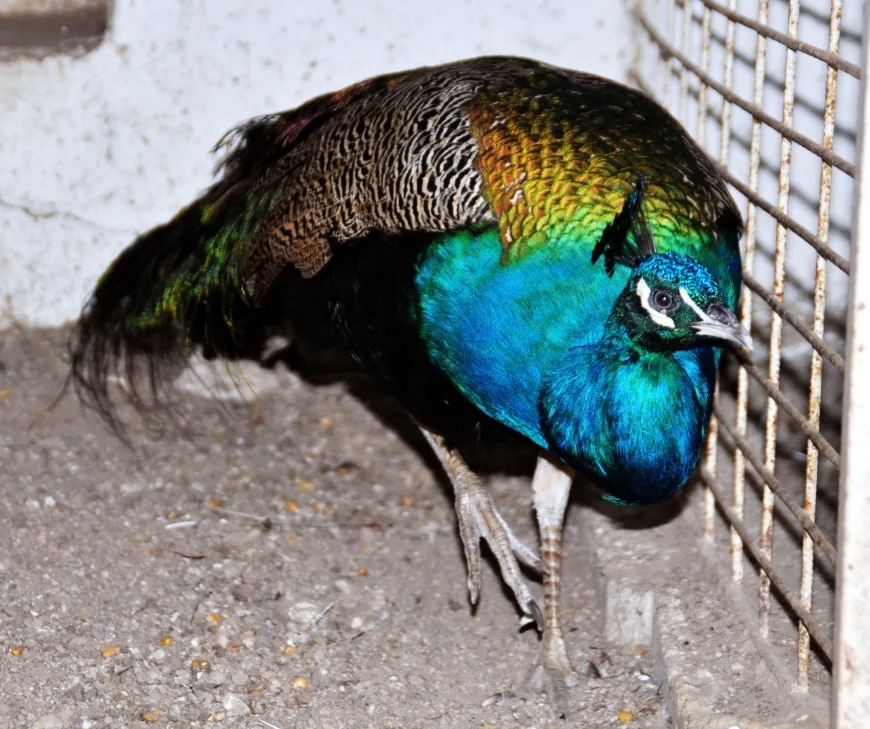 Tavuskuşlarını şehirlerarası otobüs ile kaçırırken yakalandılar