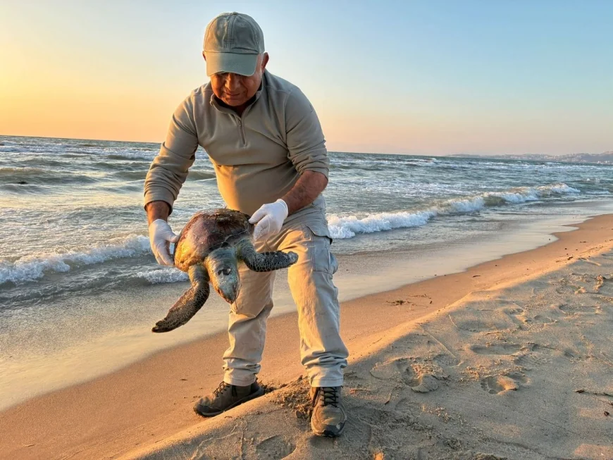 Bir günde üç caretta caretta öldü, doğaseverler isyan etti.