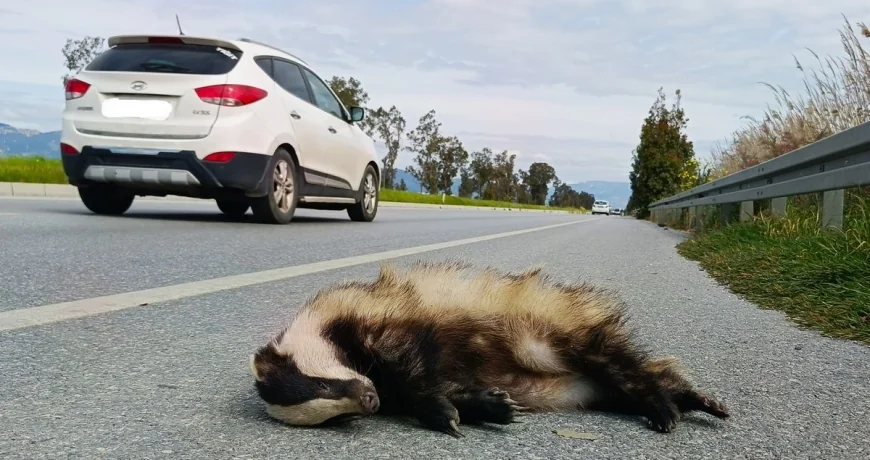 MUĞLA- AYDIN (SÖKE OVAS) OTOYOLU YABAN HAYATI ÖLÜM KORİDORU