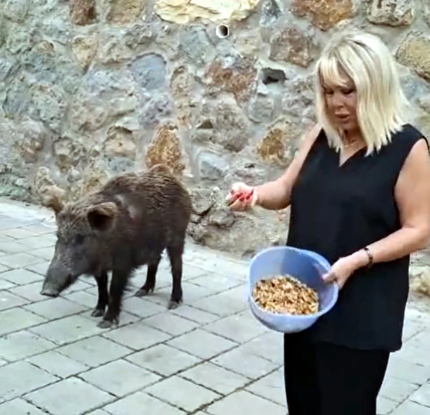 Ünlü sanatçı Torba’da evinin kapısına kadar gelen domuzu cevizle besledi
