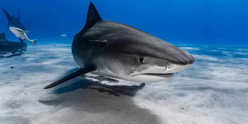 Köpekbalıkları kokain ve uyuşturucu  müptelası çıktı, bilim insanları şokta