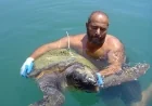 Deniz kaplumbağalarının ölüm nedenleri araştırıldı.