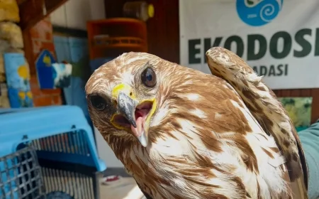 Yaralı Şahin’e doğaseverlerin eli değdi