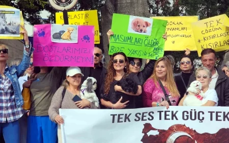 Bodrum’da sahipsiz köpeklerin toplatılmasına çok sert tepki