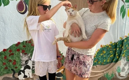 Bu adada kedilere bakana tatil bedava