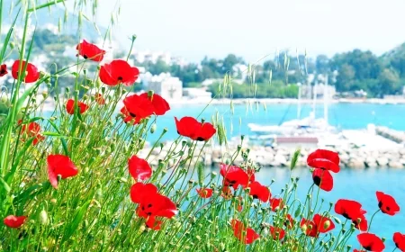Bodrum’da Gelincikler Açtı, Baharın Renkli Yüzü Ortaya Çıktı