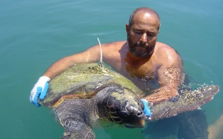 Deniz kaplumbağalarının ölüm nedenleri araştırıldı.