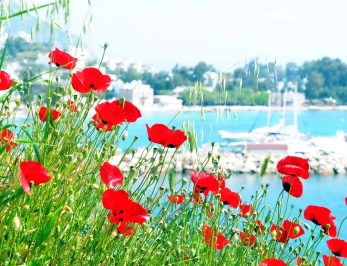 Bodrum’da Gelincikler Açtı, Baharın Renkli Yüzü Ortaya Çıktı