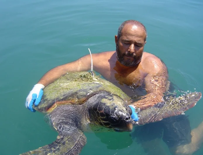 Deniz kaplumbağalarının ölüm nedenleri araştırıldı.