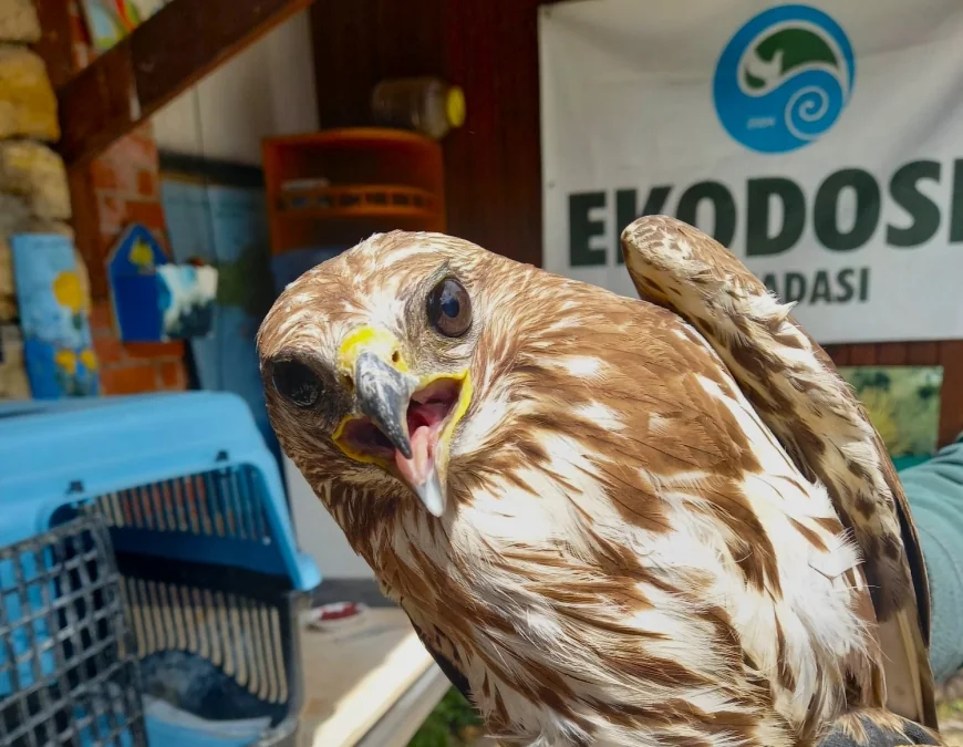 Yaralı Şahin’e doğaseverlerin eli değdi