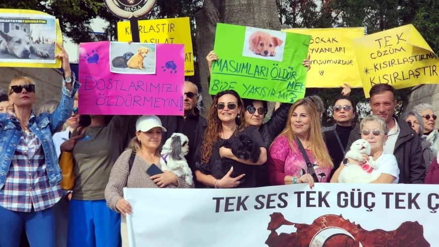 Bodrum’da sahipsiz köpeklerin toplatılmasına çok sert tepki