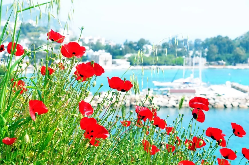 Bodrum’da Gelincikler Açtı, Baharın Renkli Yüzü Ortaya Çıktı