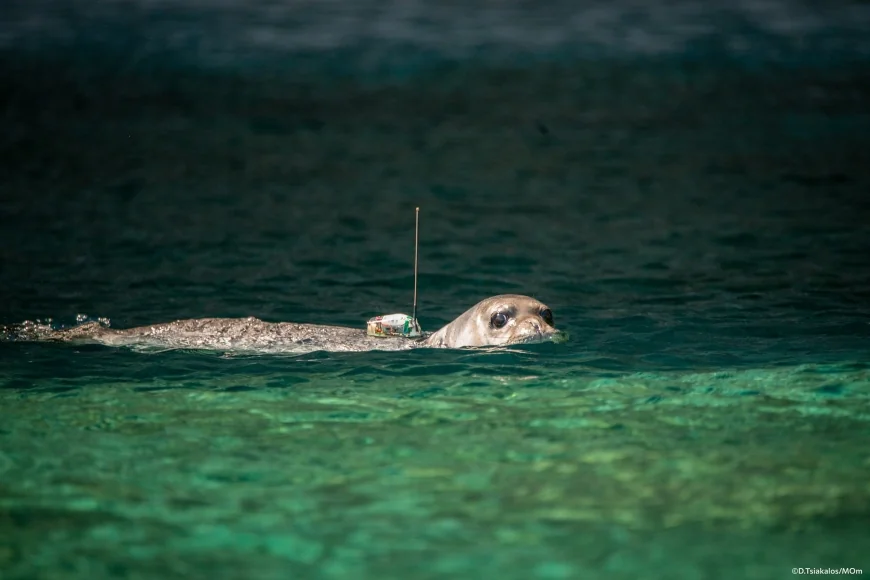 Ölmek üzereyken bulundu, hayata tutundu, adım adım takip edilecek
