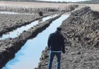 Kanallar açılarak kurutulmak istenen Cennet İris gölü kurtuldu.
