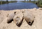 Ege’nin can damarı Büyük Menderes nehrinde balık ölümleri tedirgin etti