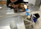 Yaralı oğlağını bir an olsun yalnız bırakmadı