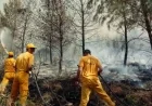 Muğla’da orman yangını