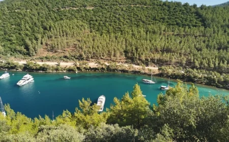 Muğla’nın ormanlarından beton fışkıracak…45 bin 819 metrekare alan, orman sınırları dışına çıkarıldı