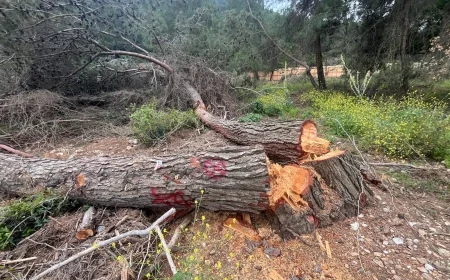 Paravanlarla kapattılar, asırlık ağaçları kestiler ÇED raporunu sonradan aldılar