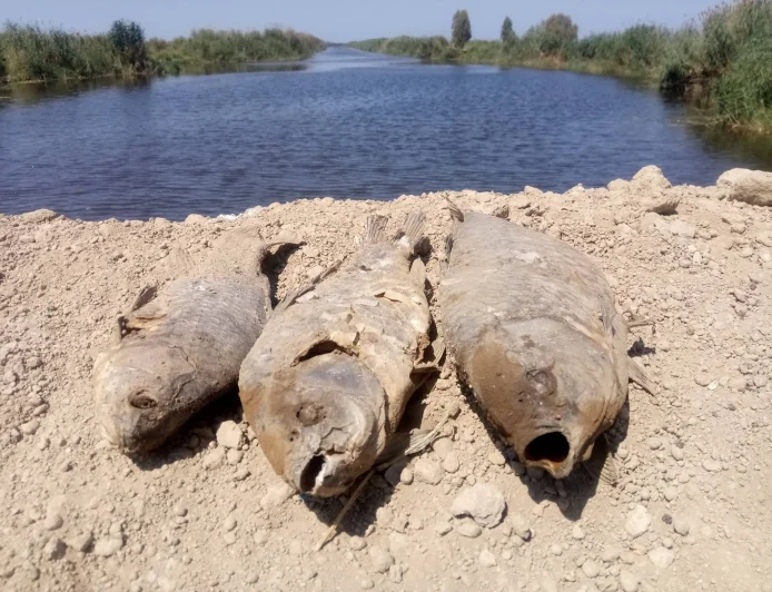 Ege’nin can damarı Büyük Menderes nehrinde balık ölümleri tedirgin etti
