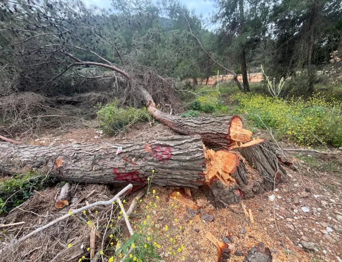 Paravanlarla kapattılar, asırlık ağaçları kestiler ÇED raporunu sonradan aldılar