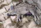 Torba'da Çocuk Parkına Gelen Yavru Domuz Öldürüldü, Tepkiler Büyüdü
