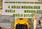 Muğla'da 13 yaban kuşu ele geçirildi