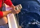 Böyle vahşet görülmedi, caretta carettanını ayağına taş bağlayıp ölüme terk ettiler