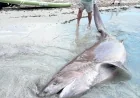 Sahilde  camgöz köpekbalığı paniği, tam 4 metre