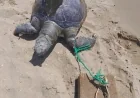 Turizm cennetinde çaretta caretta cinayetleri isyan ettirdi