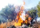 Tarlada Başlayan Yangın Ormana Sıçradı