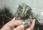 Mumcular'da Yuvadan Düşen Baykuş İçin Yardım Çağrısı