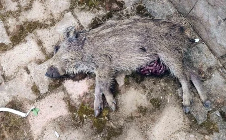 Torba'da Çocuk Parkına Gelen Yavru Domuz Öldürüldü, Tepkiler Büyüdü