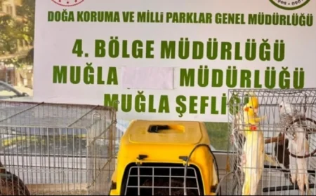 Muğla'da 13 yaban kuşu ele geçirildi