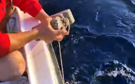 Böyle vahşet görülmedi, caretta carettanını ayağına taş bağlayıp ölüme terk ettiler