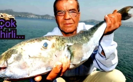 Balon balığı Türkiye ve Yunanistan’ın kabusu oldu.