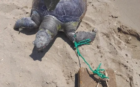 Turizm cennetinde çaretta caretta cinayetleri isyan ettirdi