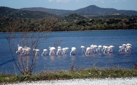 FLAMİNGO CENNETİNİ CEHENNEME ÇEVİRECEK 4 BİN VİLLA PROJESİNE HERKES TEPKİLİ …MİLLİ FORMA RANTIN, BETONUN VE EKOKIRIMIN KILIFI OLAMAZ!   